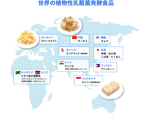 世界の植物性乳酸菌発酵食品