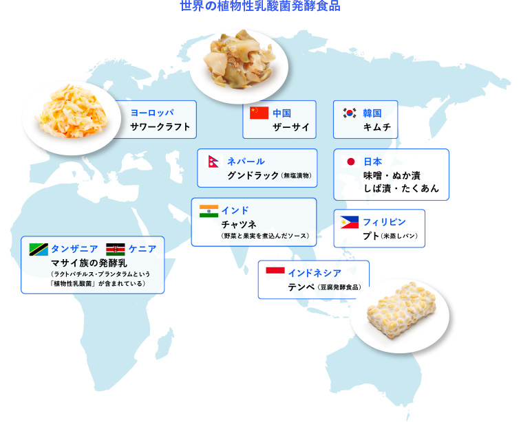 世界の植物性乳酸菌発酵食品