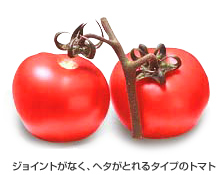 【画像】ジョイントがなく、ヘタがとれるタイプのトマト