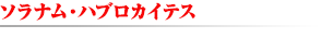 ソラナム・ハイブロカイテス