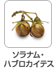 ソラナム・ハブロカイテス