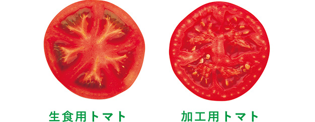 生食用トマトと加工用トマト