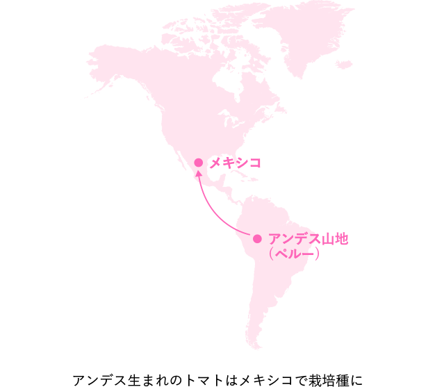 アンデス生まれのトマトはメキシコで栽培種に