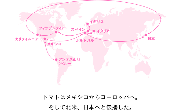 トマトはメキシコからヨーロッパへ。そして北米、日本へと伝播した。