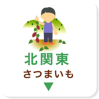北関東 さつまいも