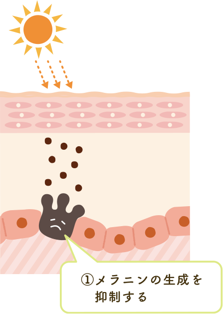 メラニンの生成を抑制する