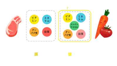 動物細胞→細胞膜のみなので吸収されにくい。植物細胞→細胞壁があるので吸収されにくい。