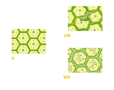 生の状態での植物細胞→加熱することで細胞壁が柔らかくなる。破砕することで細胞壁が壊れる。