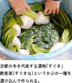 京都の冬を代表する漬物「すぐき」酢茎菜（すぐきな）というかぶの一種を漬け込んで作られる。