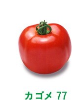 カゴメ77
