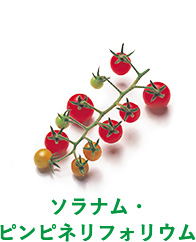 ソラナム・ピンピネリフォリウム