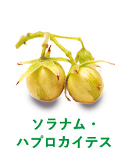 ソラナム・ハプロカイテス