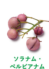 ソラナム・ペルビアナム