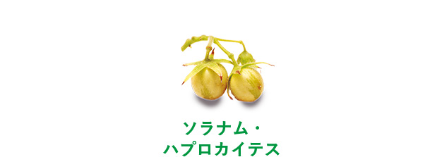 ソラナム・ハプロカイテス