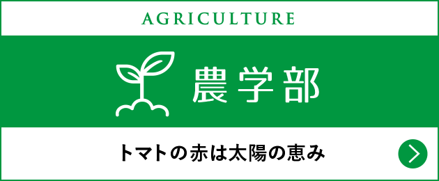 農学部 トマトの赤は太陽の恵み