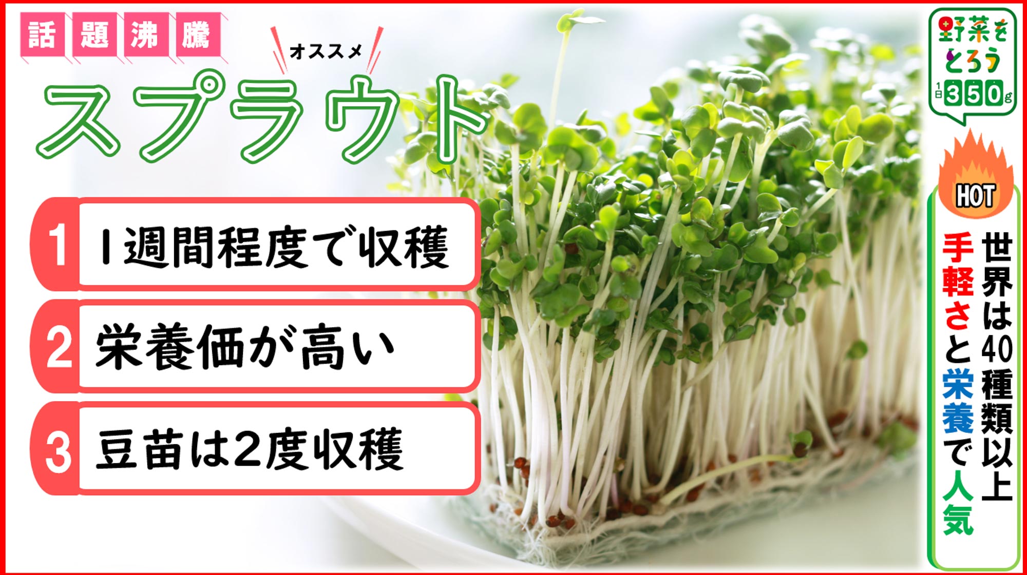 カゴメ3.jpg