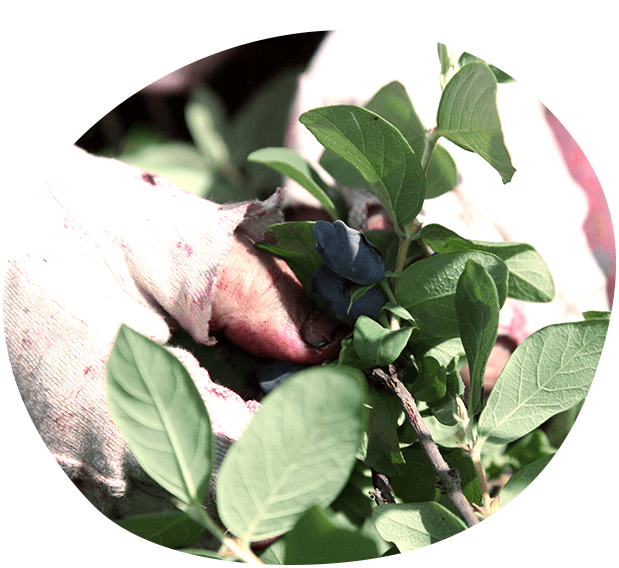 ハスカップはとても繊細!