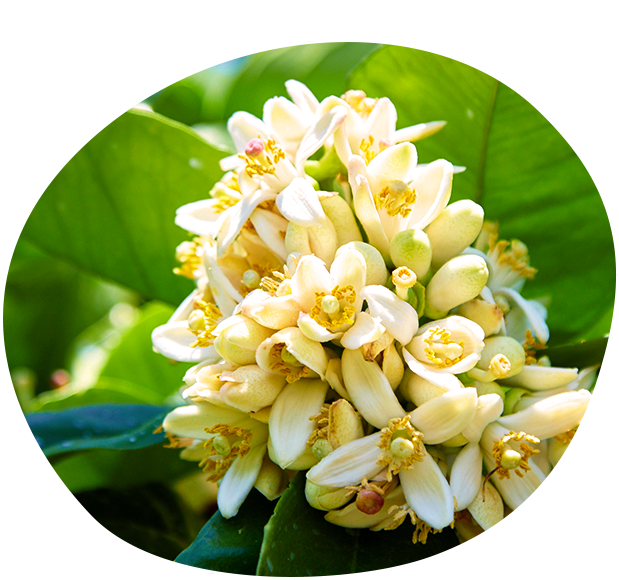 受粉は人の手で丁寧に