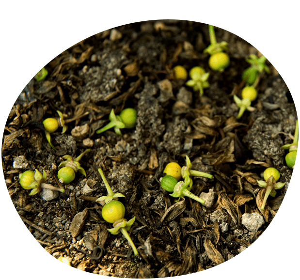 自分で身を守る賢いデコポン!