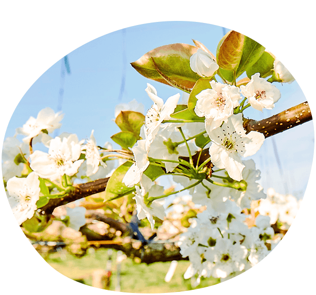 次々と違う品種が満開に!