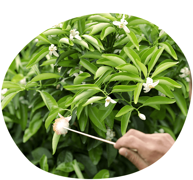 受粉作業は手早く!丁寧に!