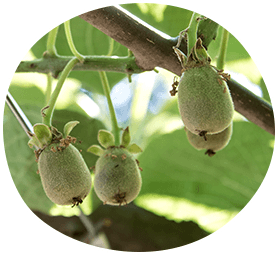 大きく甘い果実を目指して!