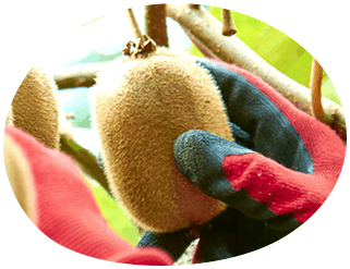 収穫のときの嬉しい重み!