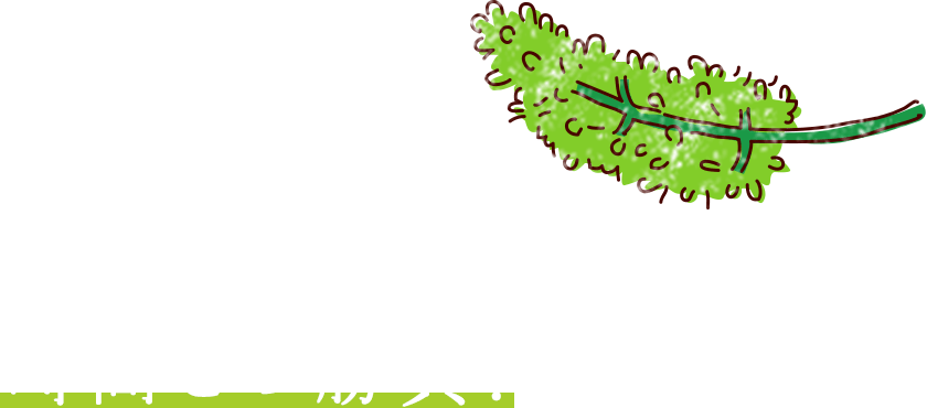 花の時期の「房切り」は、時間との勝負!
