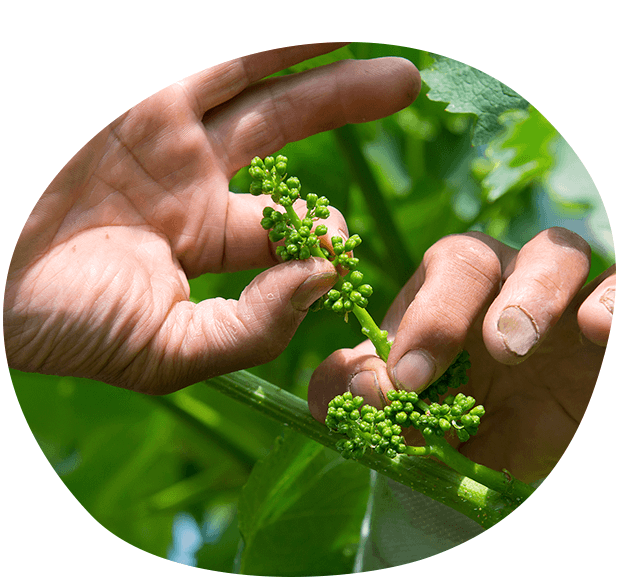 小さな花の一つ一つが実になります