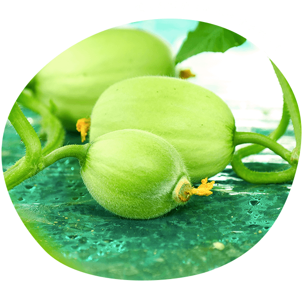 成ったばかりの小さなメロン!