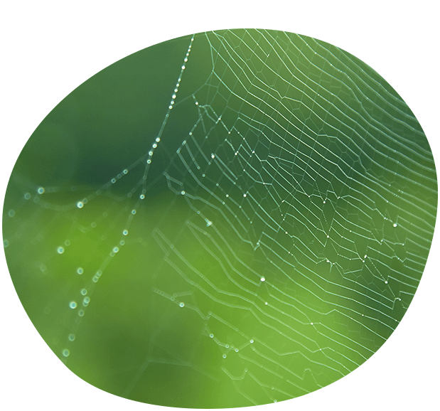 朝露が付いて輝くクモの巣