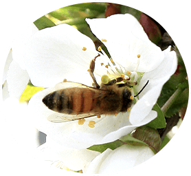 受粉は蜂と人の共同作業!