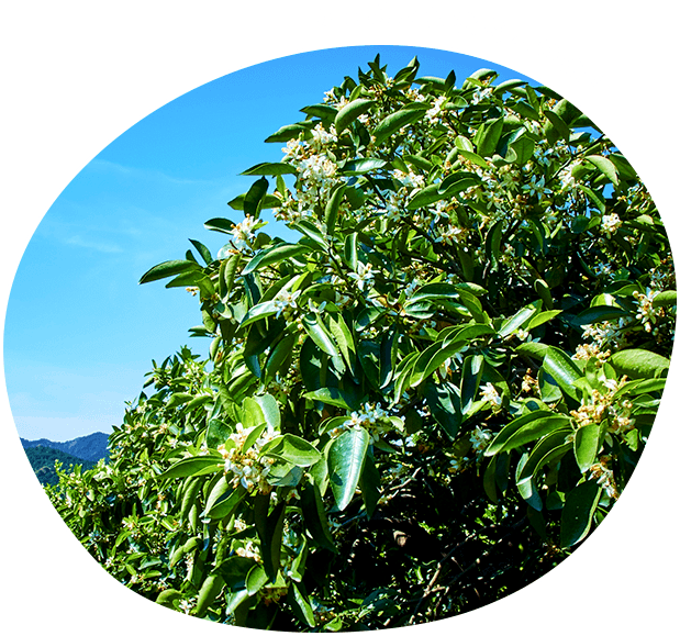 白い花は柑橘類の特徴!