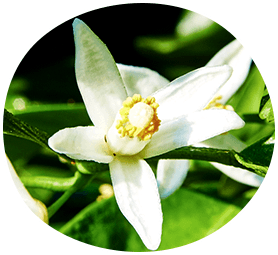 白い花は柑橘類の特徴!