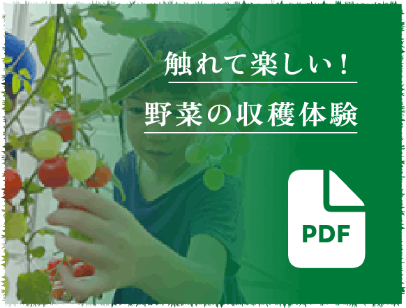 触れて楽しい!野菜の収穫体験